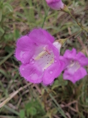 Agalinis peduncularis
