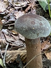 Tylopilus alboater