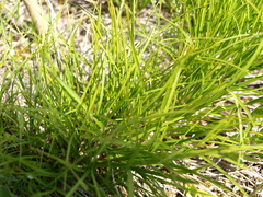 Carex humilis