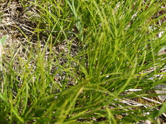 Carex humilis