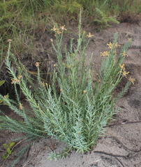 Lasiosiphon microcephalus