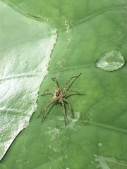 Araneae