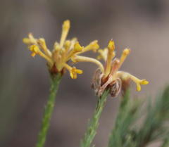 Lasiosiphon microcephalus