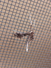 Lineodes triangulalis