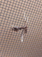 Lineodes triangulalis