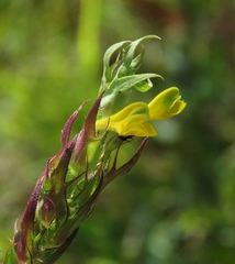 Melampyrum carstiense
