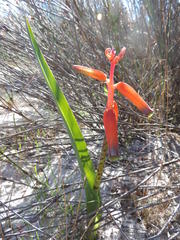 Lachenalia bulbifera