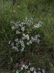 Eryngium carlinae