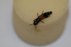 Platydracus stercorarius
