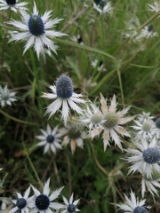 Eryngium carlinae
