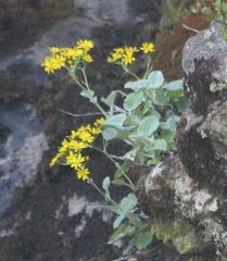 Senecio verbascifolius