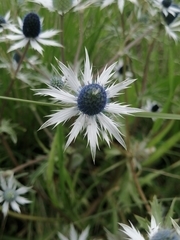 Eryngium carlinae