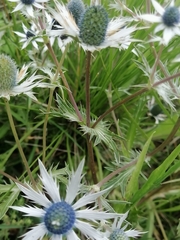 Eryngium carlinae