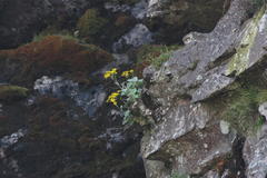 Senecio verbascifolius