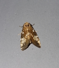 Dysmilichia gemella