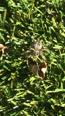 Araneus diadematus