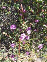 Oscularia cedarbergensis