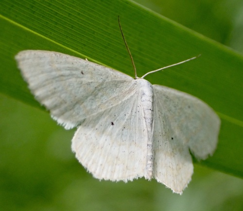 Lesser Cream Wave, Lexmond, Lexmond, Zuid-Holland, NL, photo 4 of 10