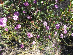 Oscularia cedarbergensis