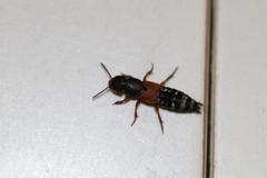 Platydracus stercorarius