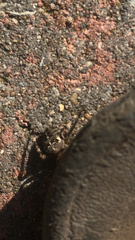 Araneus diadematus