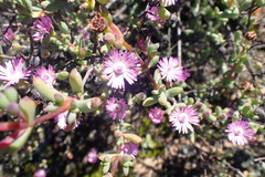Oscularia cedarbergensis