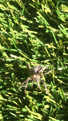 Araneus diadematus