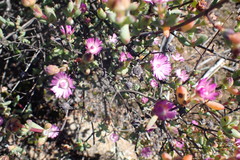 Oscularia cedarbergensis