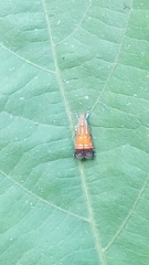 Tricyanaula aurantiaca
