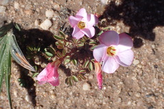 Oxalis amblyosepala