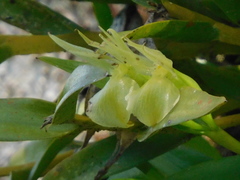 Epidendrum scutella