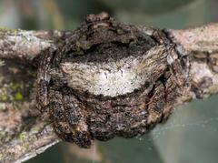 Caerostris sexcuspidata