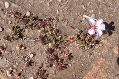 Oxalis amblyosepala