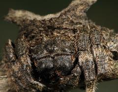 Caerostris sexcuspidata