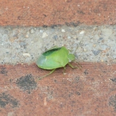 Acrosternum gramineum