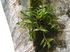 Epidendrum scutella