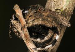 Caerostris sexcuspidata