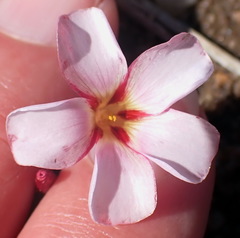 Oxalis amblyosepala