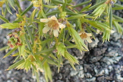 Diosma acmaeophylla