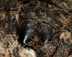 Caerostris sexcuspidata