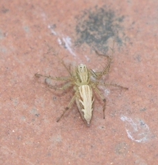 Oxyopes
