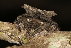 Caerostris sexcuspidata