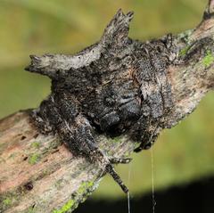 Caerostris sexcuspidata