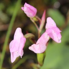 Disa rosea