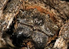 Caerostris sexcuspidata