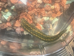 Hirudo verbana