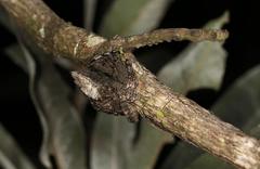 Caerostris sexcuspidata