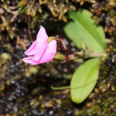 Disa rosea