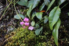 Disa rosea