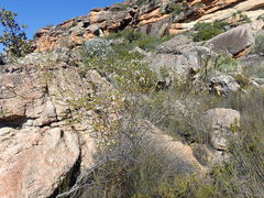 Phylica cryptandroides